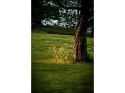 Star Trading Baum Reedy 3-fach, 180 LEDs, 60 cm, Schwarz 6 Star Trading Baum Reedy 3-fach, 180 LEDs, 60 cm, Schwarz -Weihnachtsbeleuchtung Verkäufe 209138660 xxl