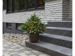 Star Trading Weihnachtsbaum Busk, 40 LEDs, 75 cm, Grün 7 Star Trading Weihnachtsbaum Busk, 40 LEDs, 75 cm, Grün -Weihnachtsbeleuchtung Verkäufe 225466636 xxl